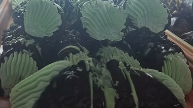 Mint Chocolate